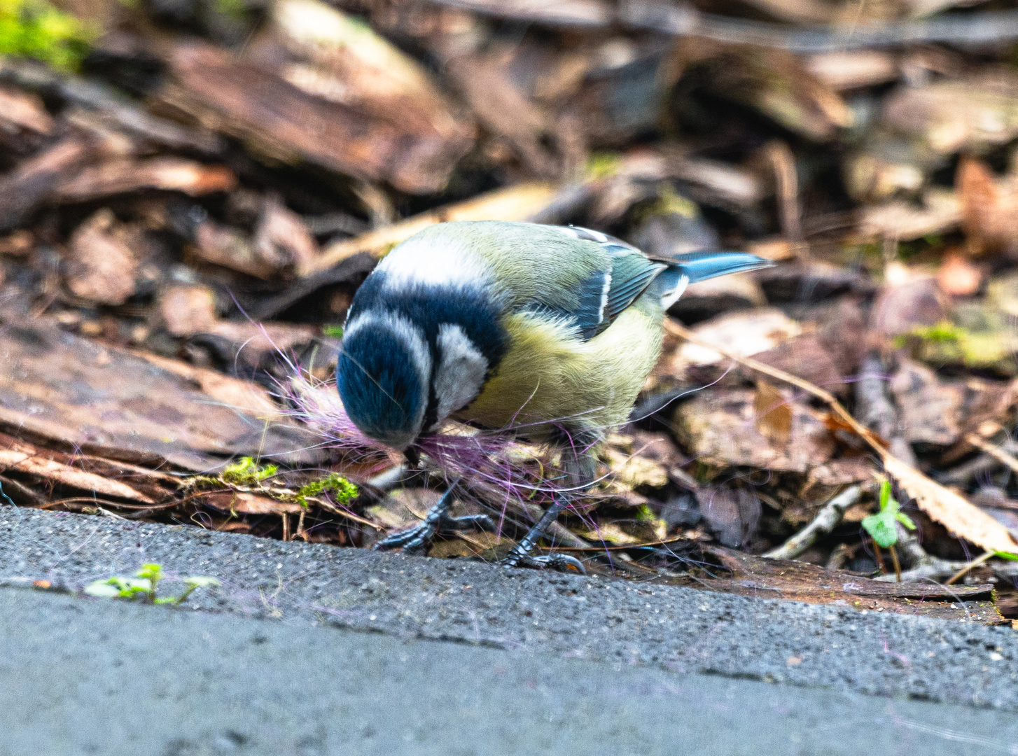 Auch die blaue..