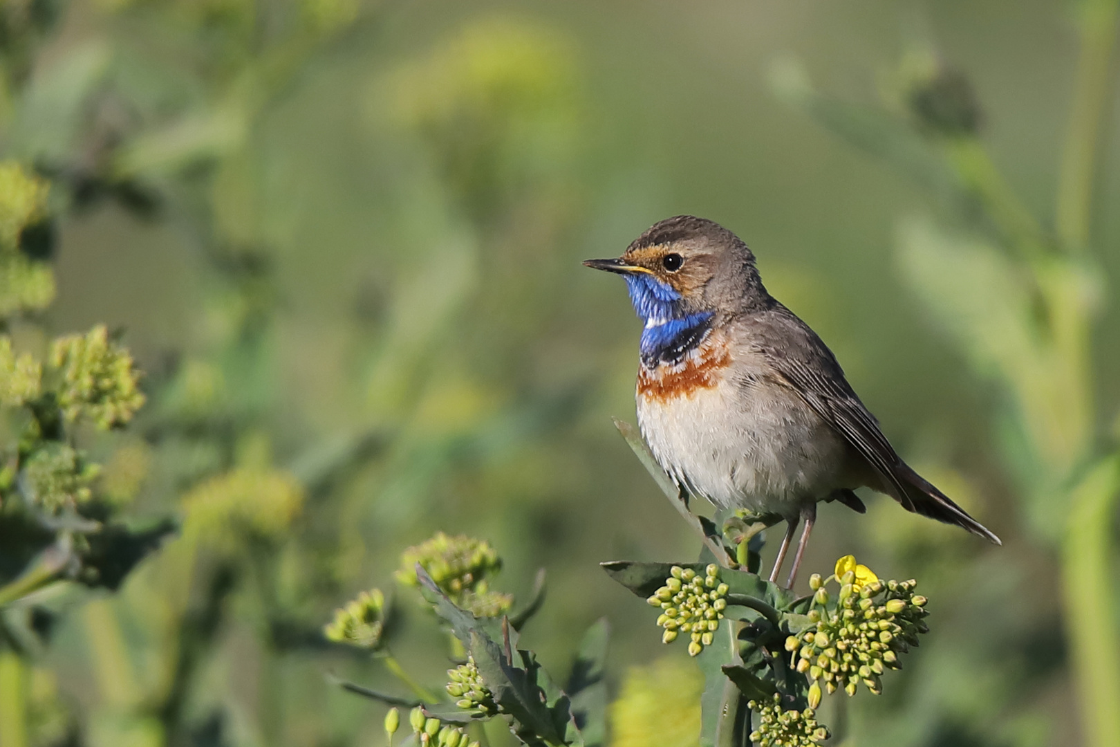 Auch die Blaukehlchen....