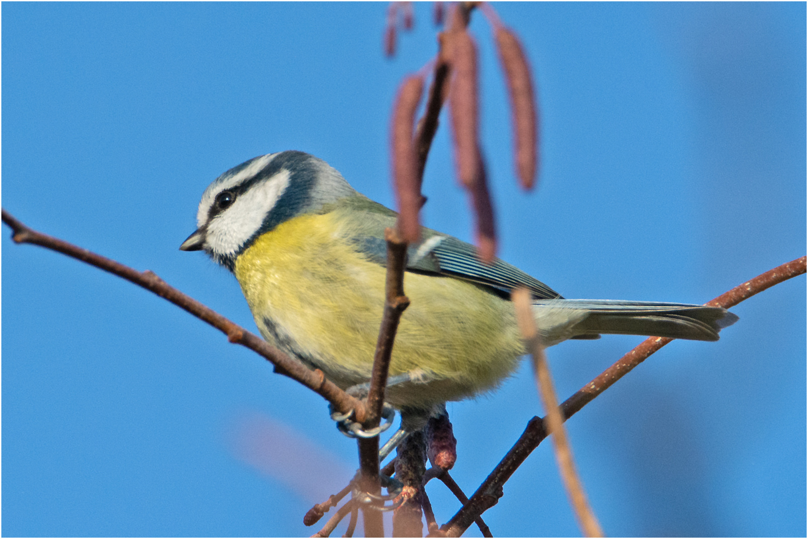 Auch die Blaumeise (Cyanistes caeruleus) schien . . .