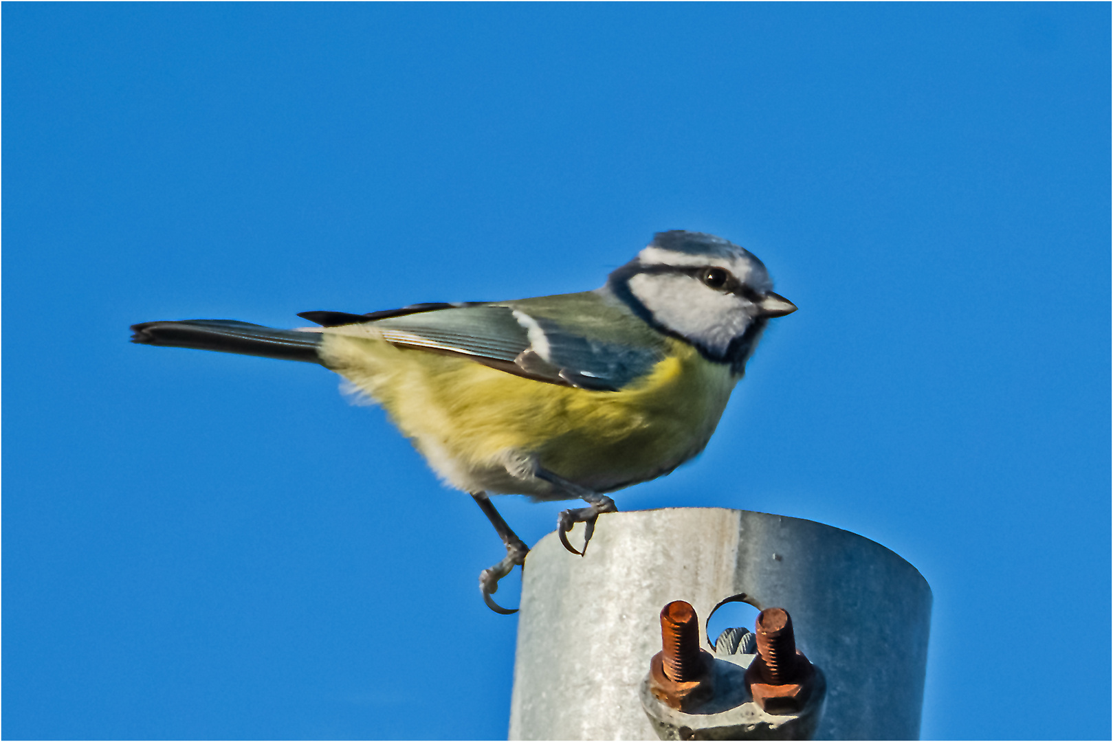 Auch die Blaumeise (Cyanistes caeruleus, Syn.: Parus caeruleus) . . .