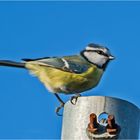 Auch die Blaumeise (Cyanistes caeruleus, Syn.: Parus caeruleus) . . .