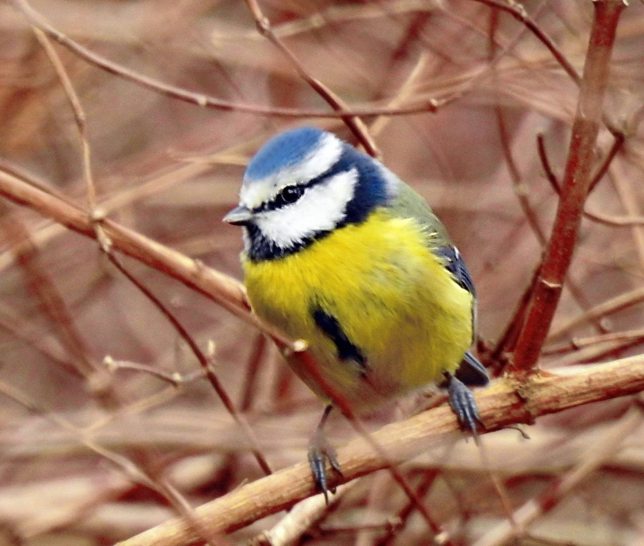 Auch die Blaumeise ...