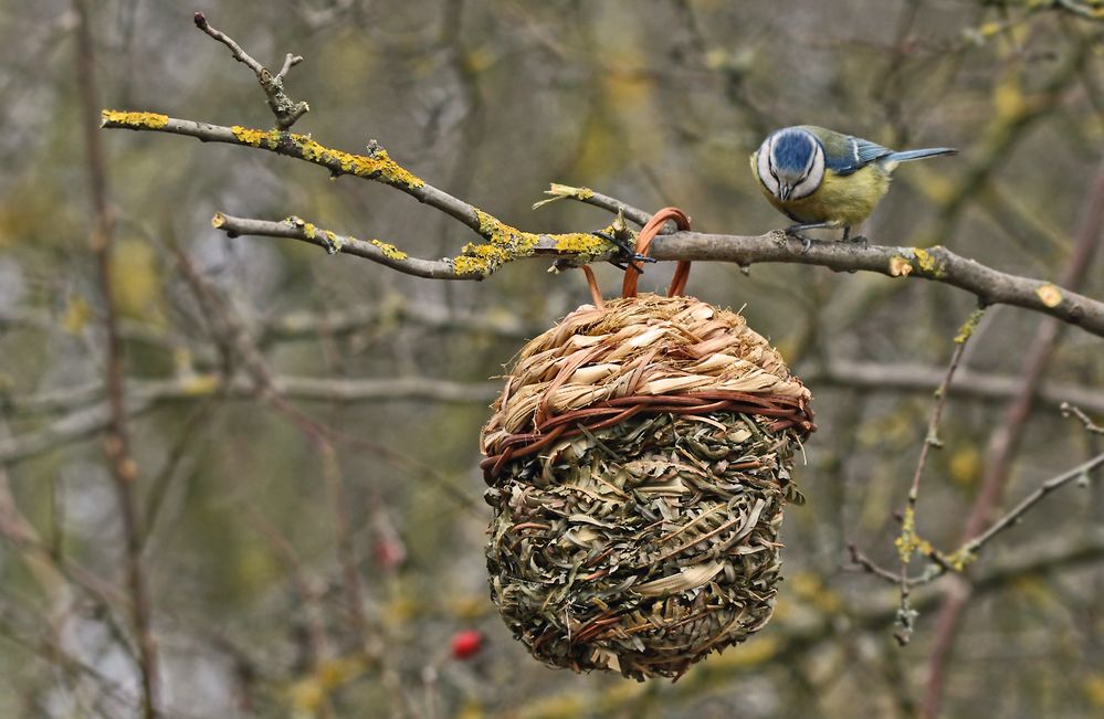 "Auch die Blaumeise guckt sich das an ..."