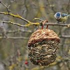 "Auch die Blaumeise guckt sich das an ..."