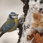 "Auch die Blaumeise hatte das eiskalte Problem" (ISO 3200)