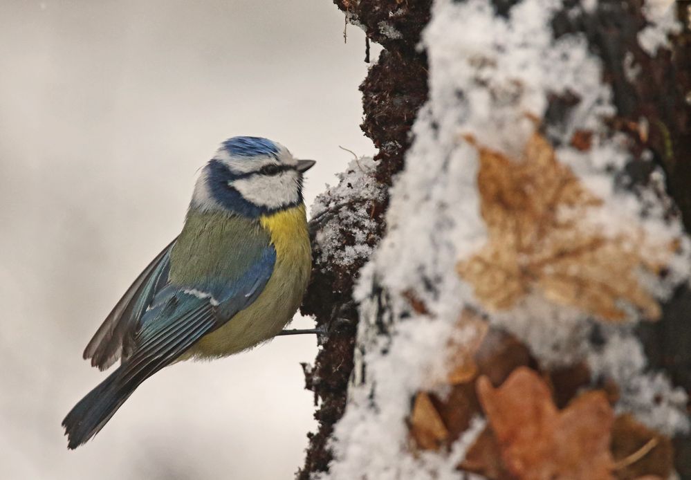 "Auch die Blaumeise hatte das eiskalte Problem" (ISO 3200)