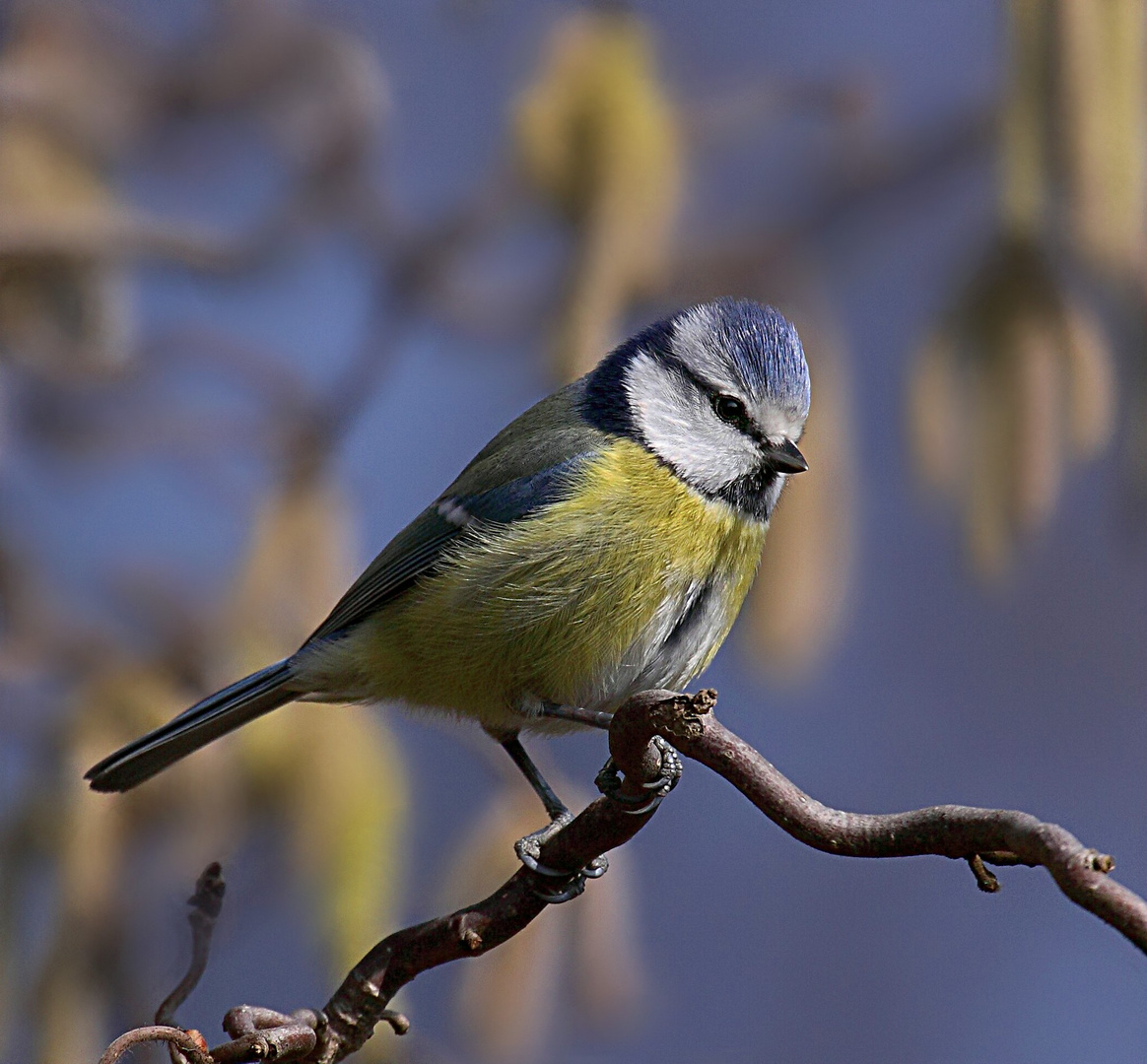 Auch die Blaumeisen