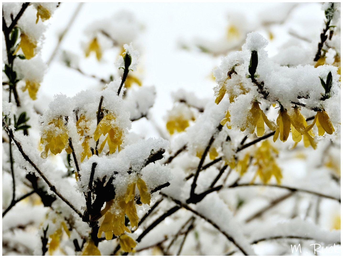 Auch die blühenden Forsythien hat es kalt erwischt !