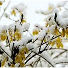 Auch die blühenden Forsythien hat es kalt erwischt !