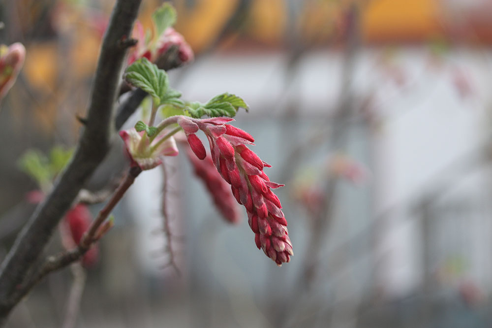 auch die Blutjohannesbeeren blühen schon