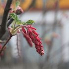 auch die Blutjohannesbeeren blühen schon