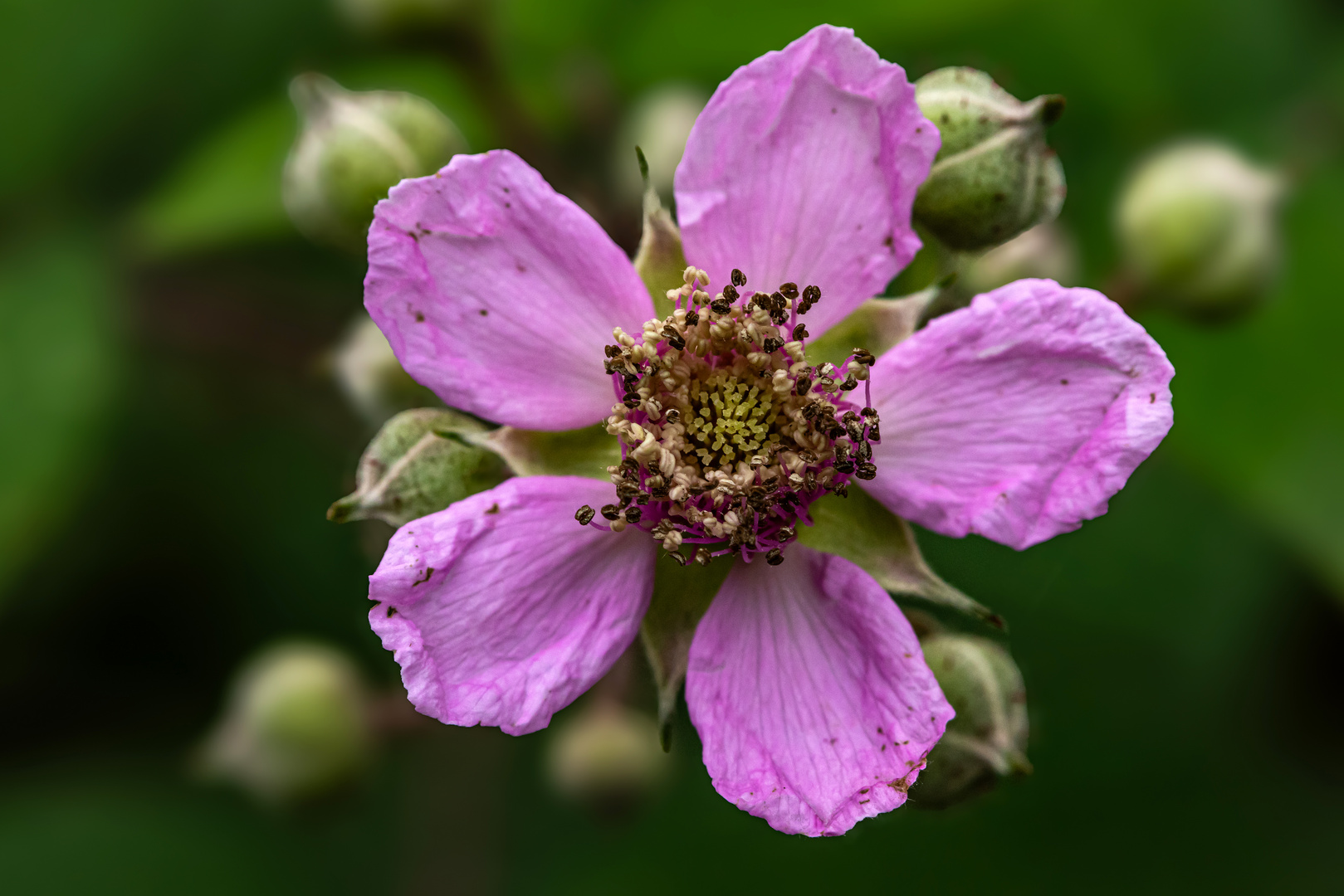 Auch die Brombeere