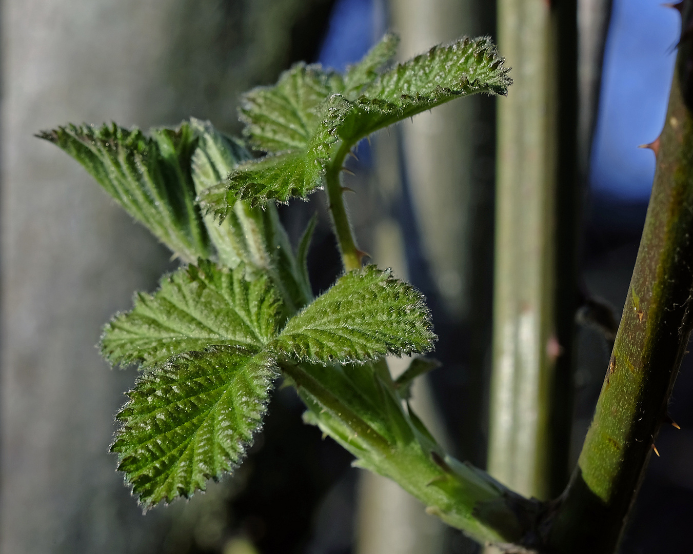 Auch die Brombeere treibt jetzt neue Blätter aus.