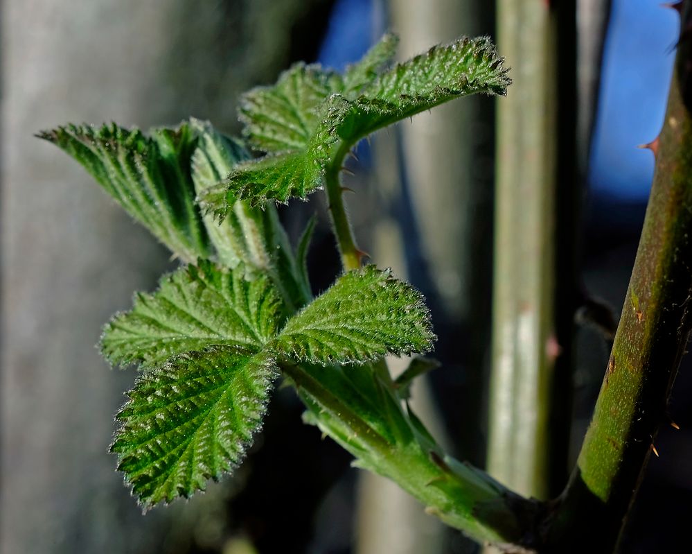 Auch die Brombeere treibt jetzt neue Blätter aus.