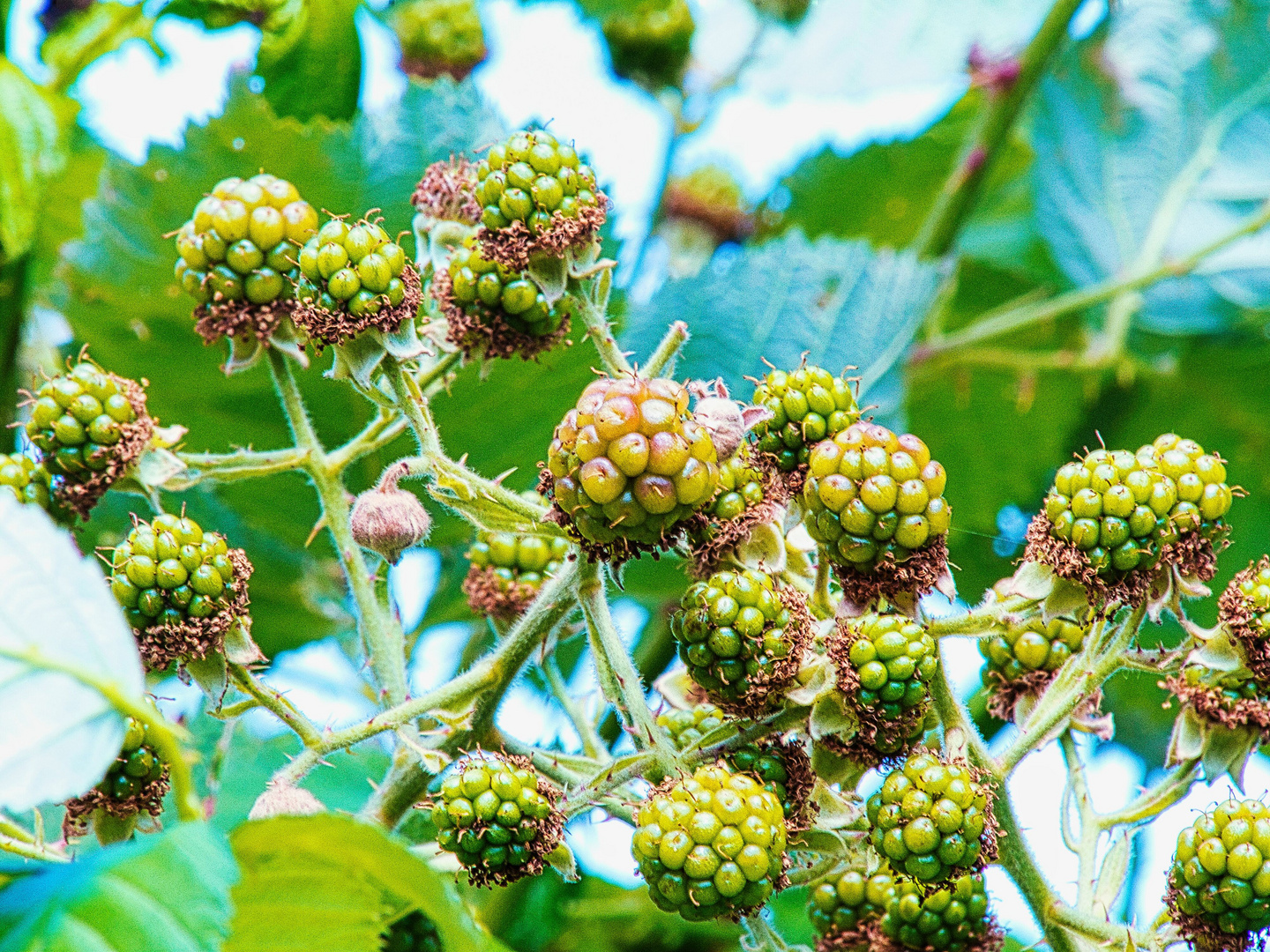 auch die Brombeeren bekommen Farben