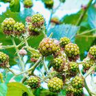 auch die Brombeeren bekommen Farben