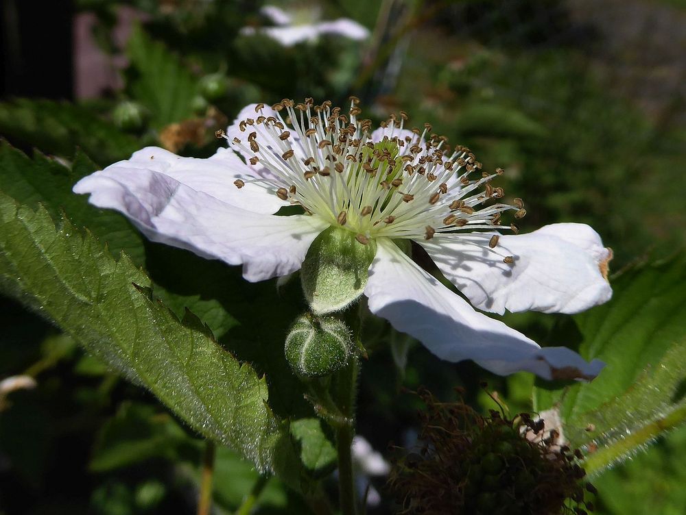 Auch die Brombeeren blühen