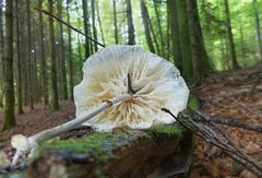 Auch die Buchenschleimrüblinge 