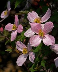 Auch die Clematis ...