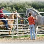 Auch die Cowboys finden das tolle Pferd klasse