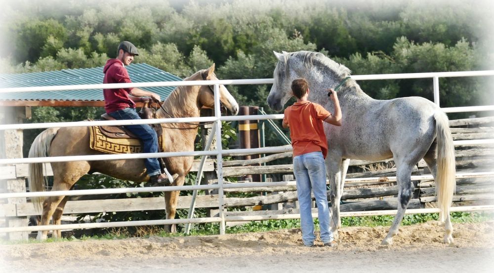 Auch die Cowboys finden das tolle Pferd klasse