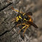 Auch die Deutsche Wespe (Vespula germanica) ...