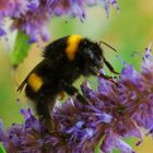 Auch die dunkle Erdhummel darf nicht fehlen