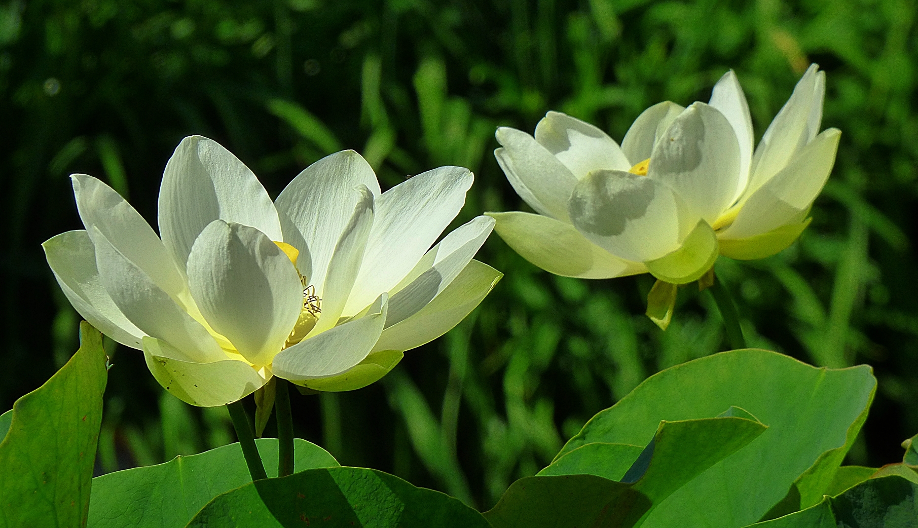 Auch die eleganten Lotosblumen . . .