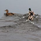 Auch die Enten kommen in Wallung…