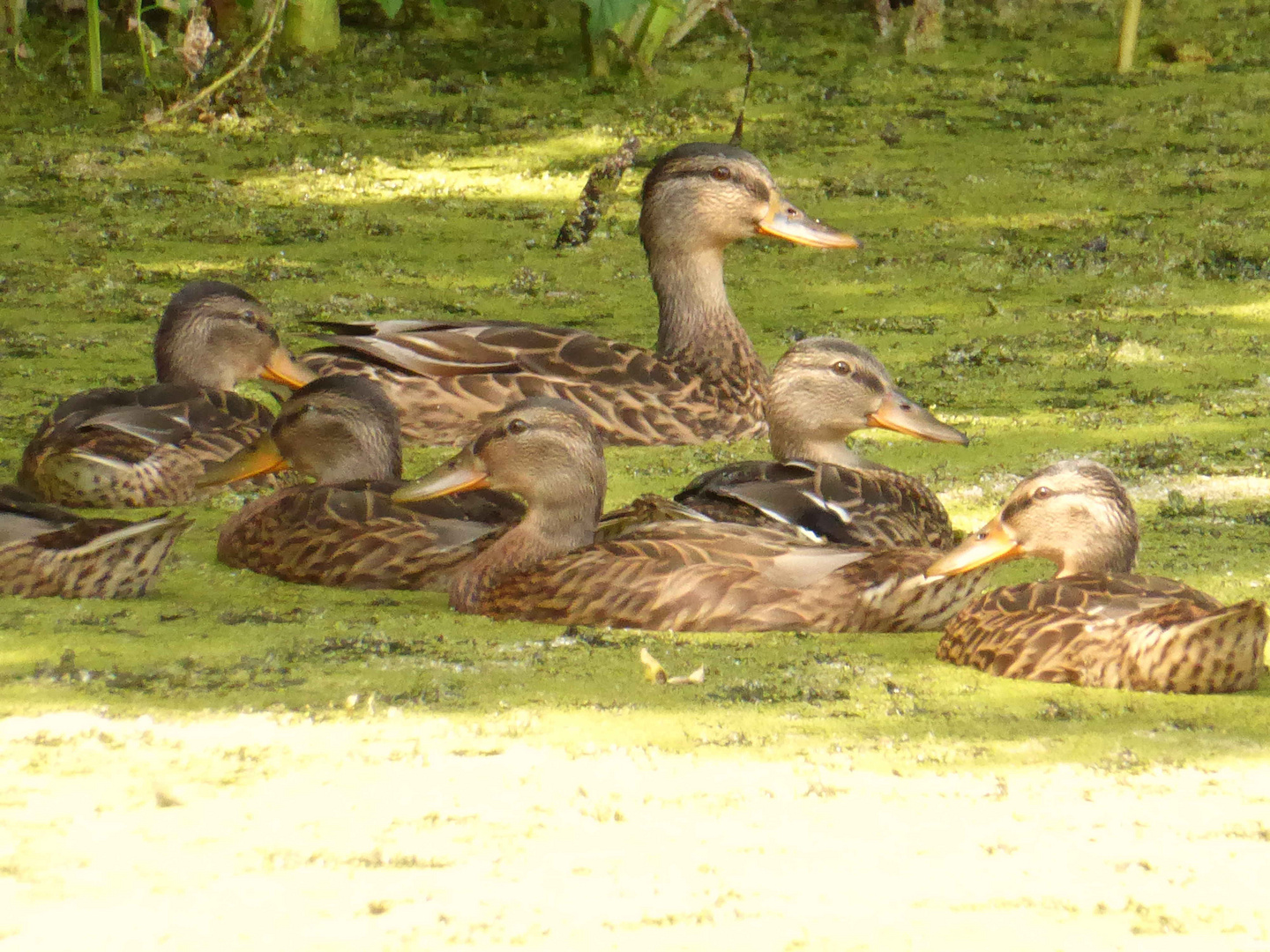 Auch die Enten suchen Schatten