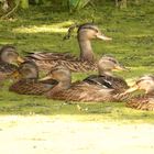 Auch die Enten suchen Schatten