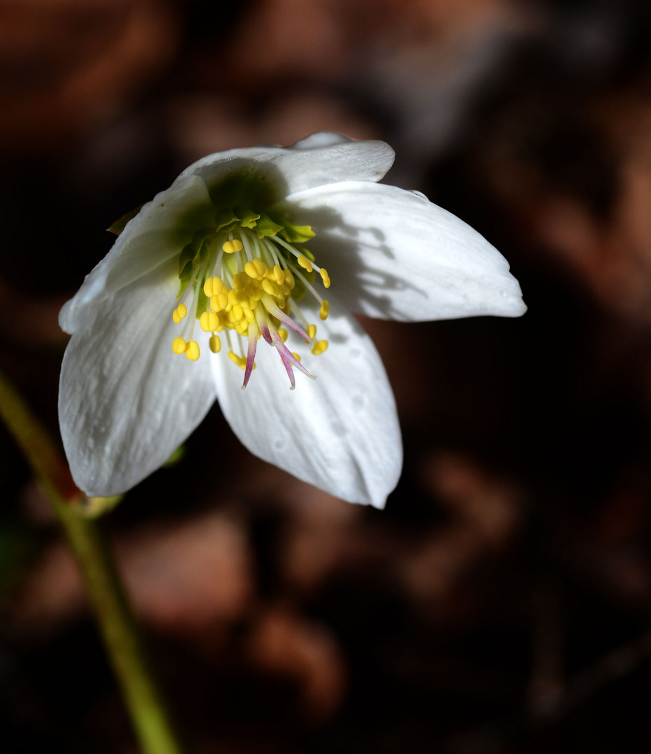 Auch die erste Christrose ist erschienen.