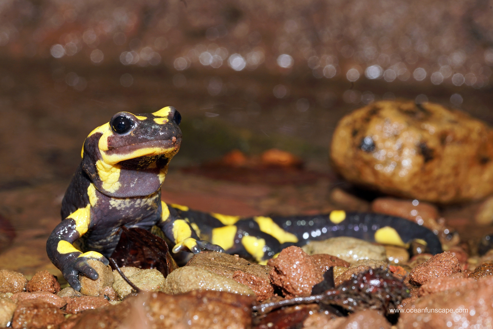 Auch die Feuersalamander wandern...