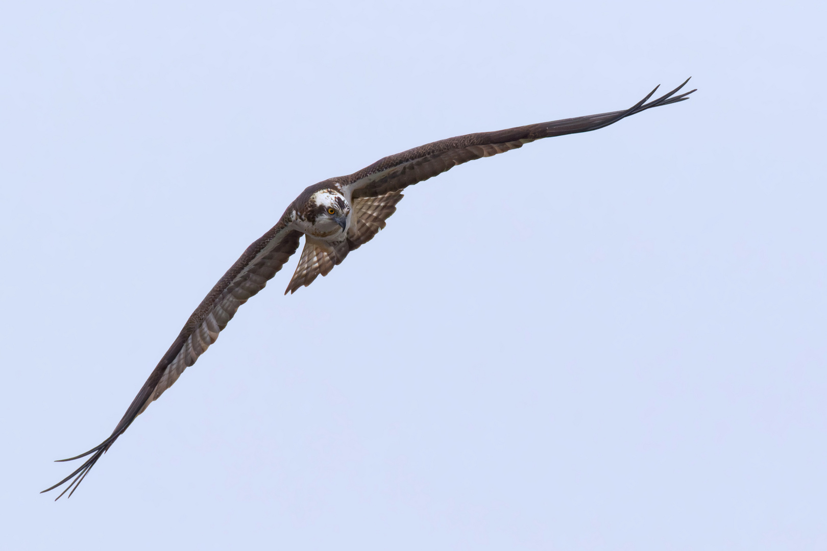 Auch die Fischadler  (Pandion haliaetus)  sind wieder da!