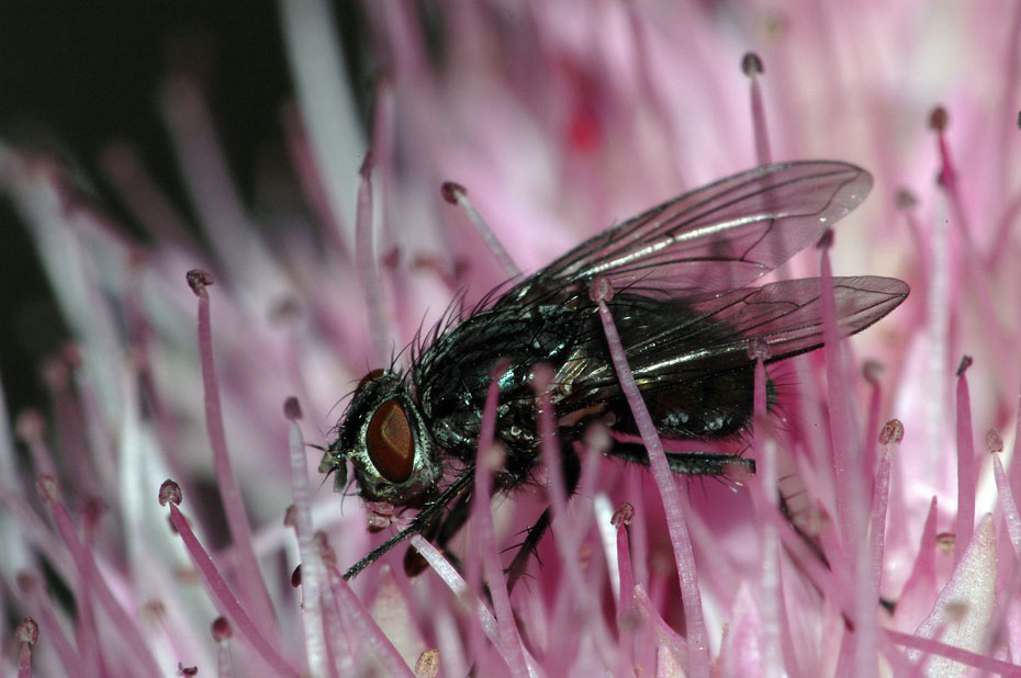 Auch die Fliege mag den Saft!