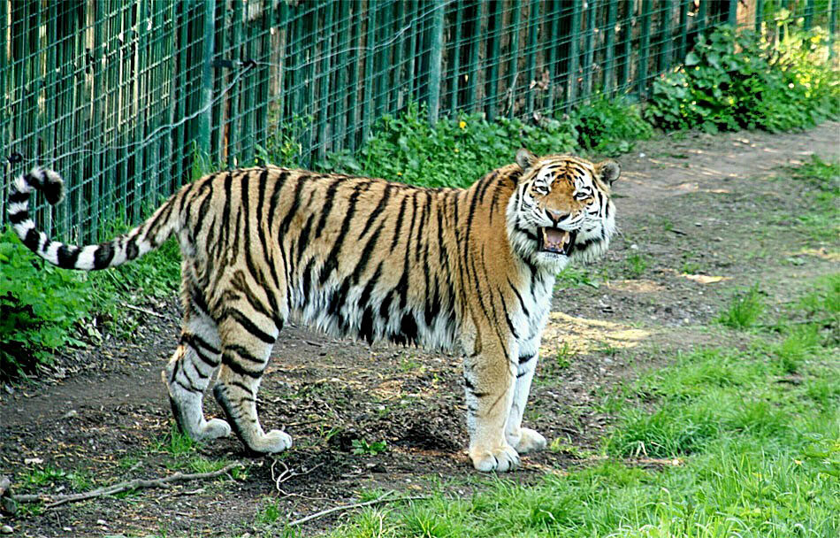 Auch die freundlichen Tiger