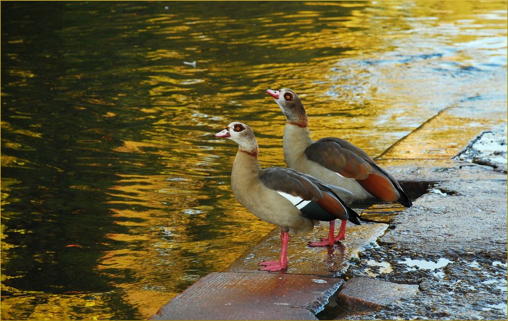 Auch die Gänse...