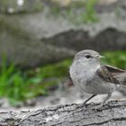 Auch die Gartengrasmücke.....