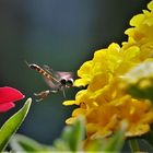 Auch die Gemeine Schattenschwebfliege...