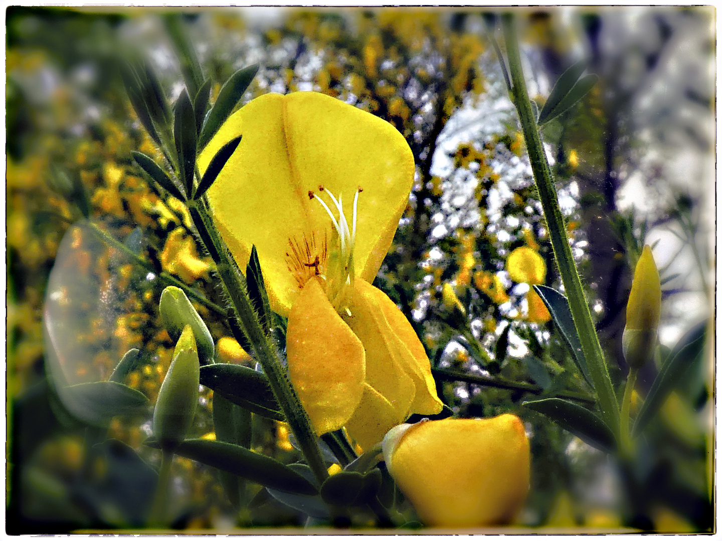 AUCH DIE GINSTERBLÜTEN.....