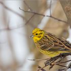 Auch die Goldammer wartet auf den Frühling!