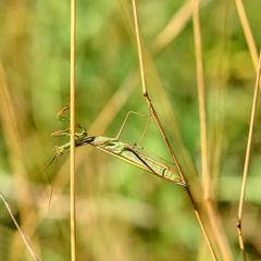 ... auch die Gottesanbeterin zeigte was Sie alles so kann ...