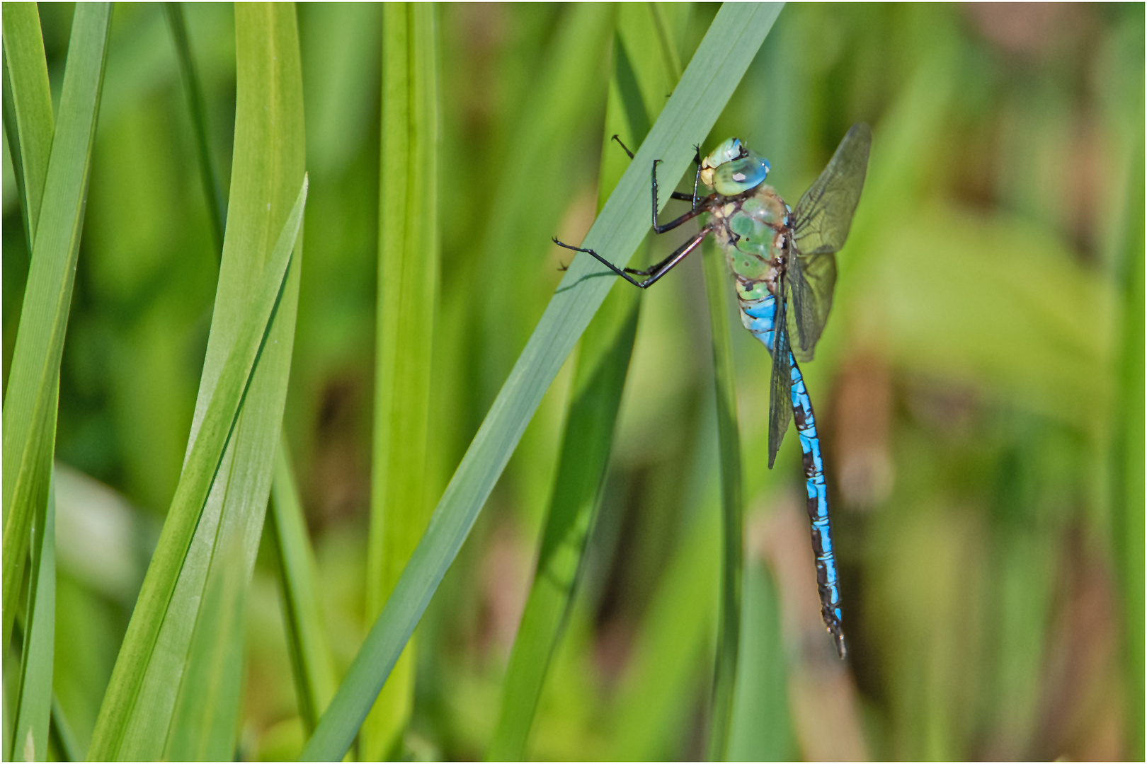 Auch die Große Königslibelle (Anax imperator) benötigt . . .