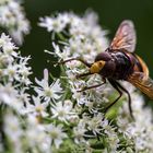 Auch die Große Waldschwebefliege