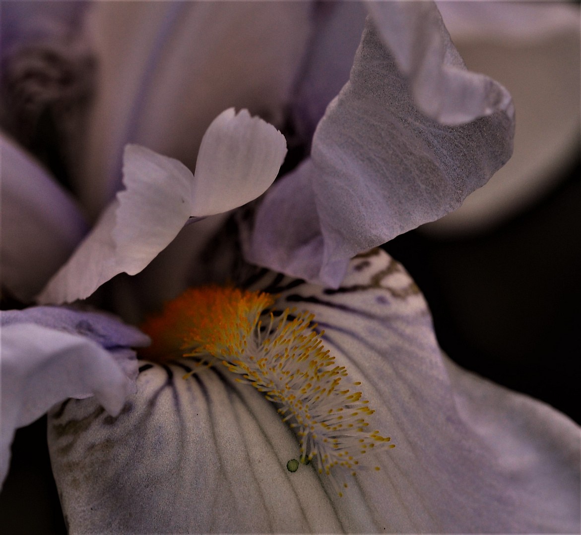 Auch die großen Schwertlielien ( Iris) blühen jetzt fantastisch