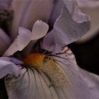Auch die großen Schwertlielien ( Iris) blühen jetzt fantastisch