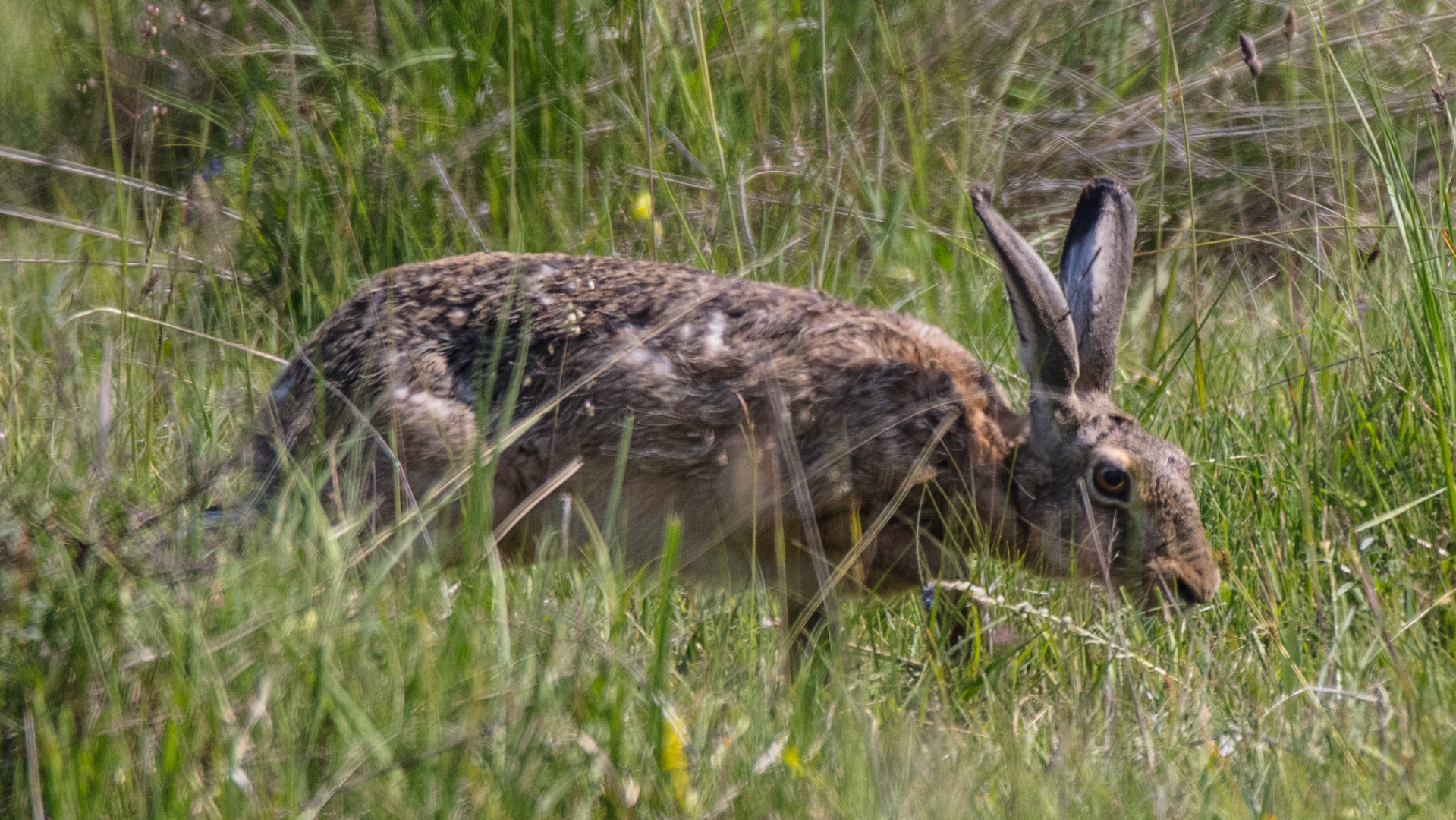 Auch die Hasen ...