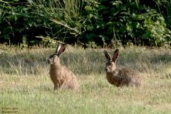 Auch die Hasen...