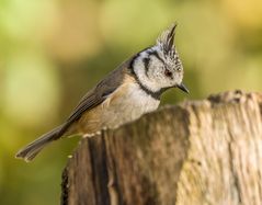 "Auch die Haubi's mag ich sehr"