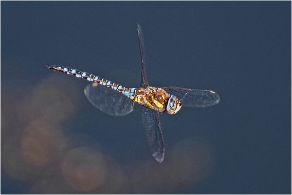Auch die Herbstmosaikjungfer zeige ich, . . .